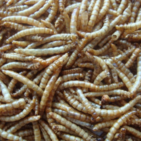 Dried Mealworm