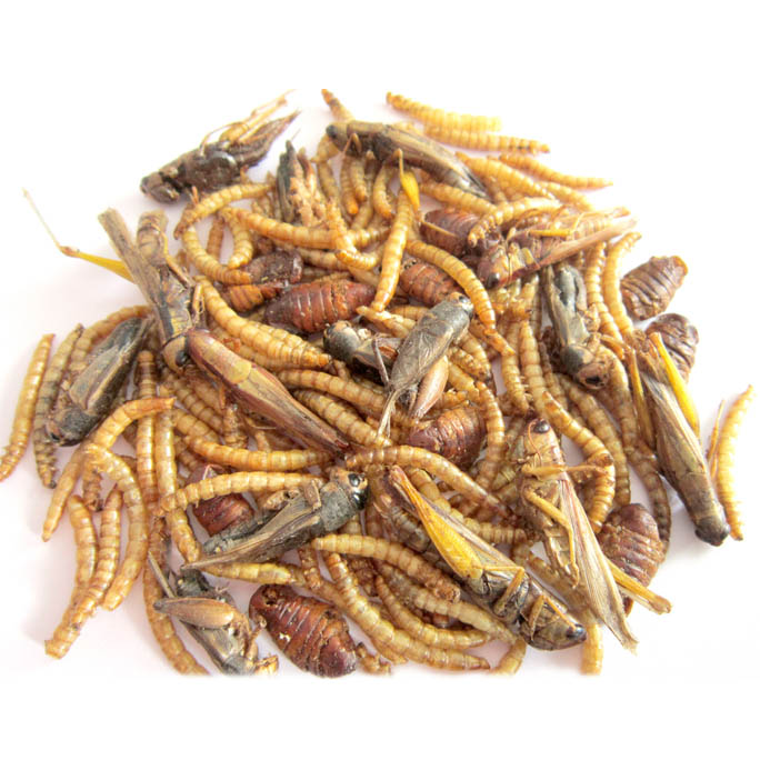 mealworm & Black Soldier Fly Larvae & C