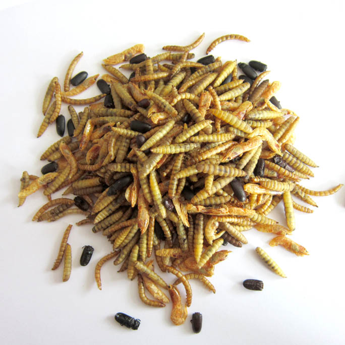 Mealworms & Black Soldier Fly Larvae & 