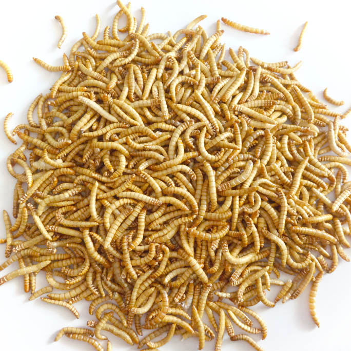 FD Mealworm