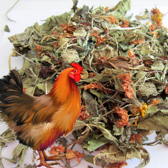 Nesting Herbs for Chicken