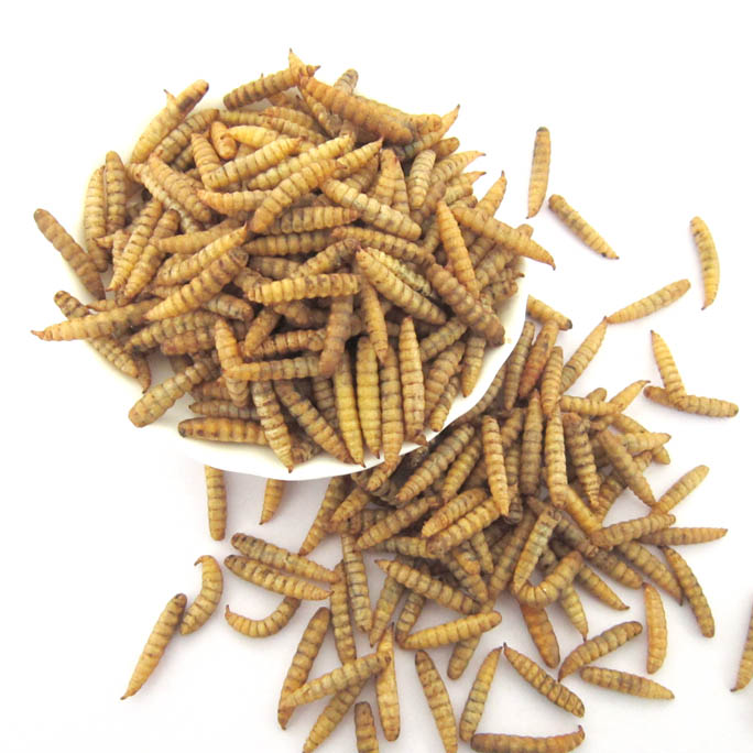 MD Mealworms