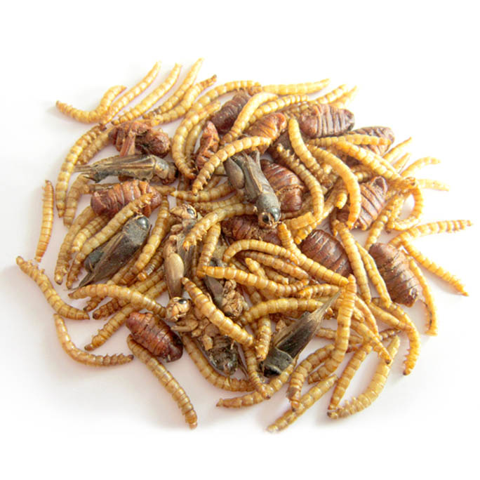 mealworm+silkworm+cricket