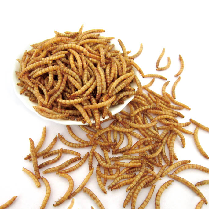 MD Mealworms