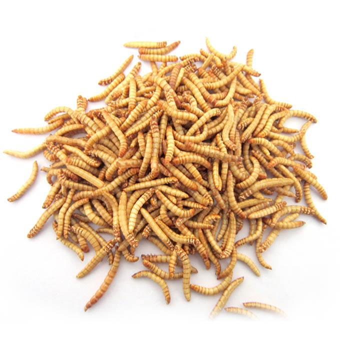 FD Mealworms