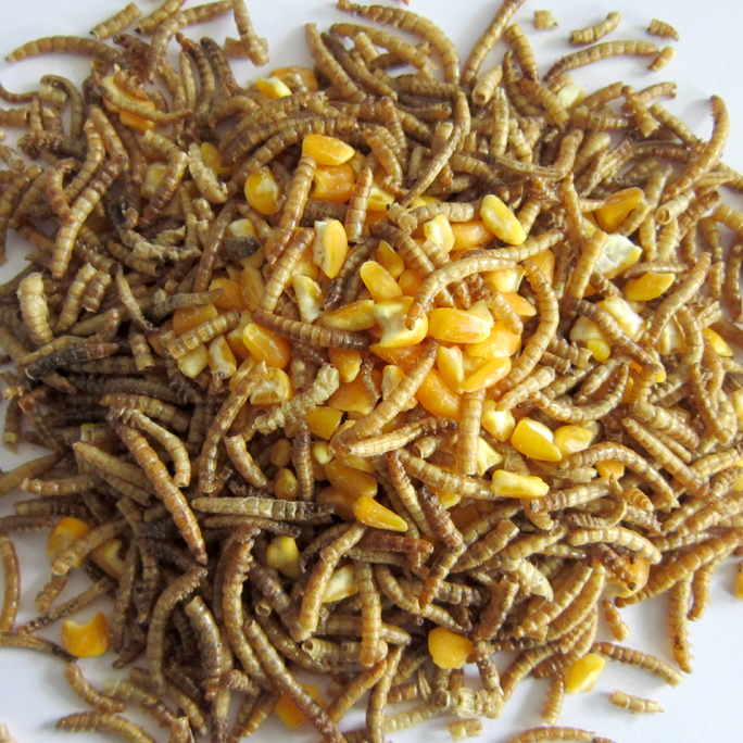 Corn & Mealworm Blend (for Chicken)